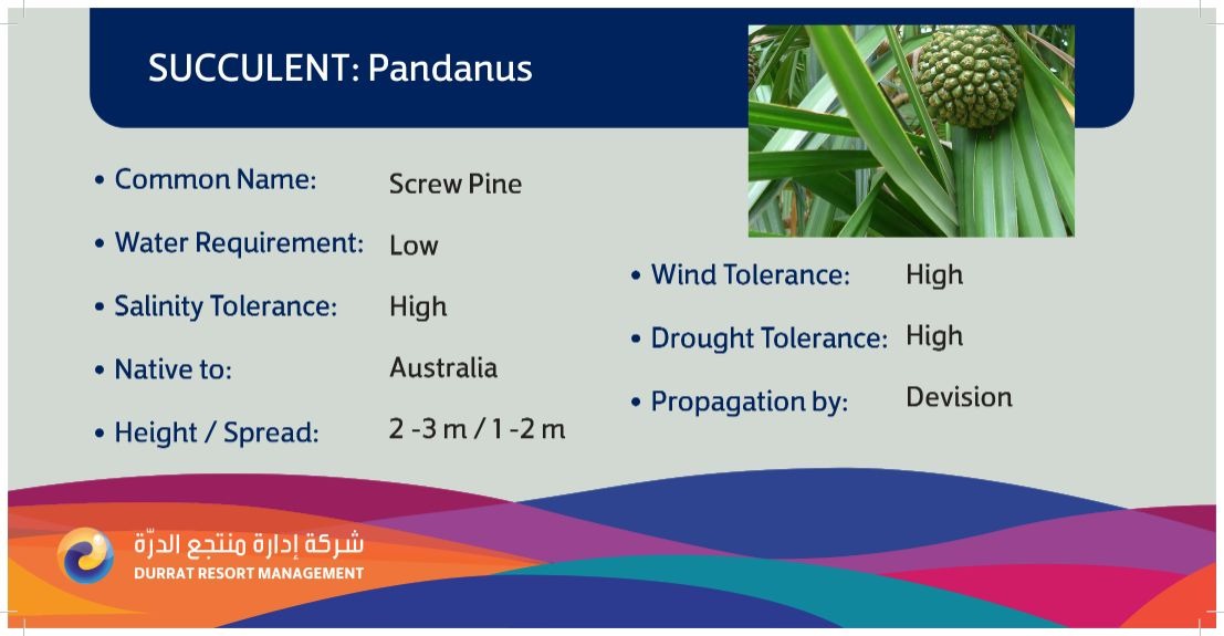 Plant 29