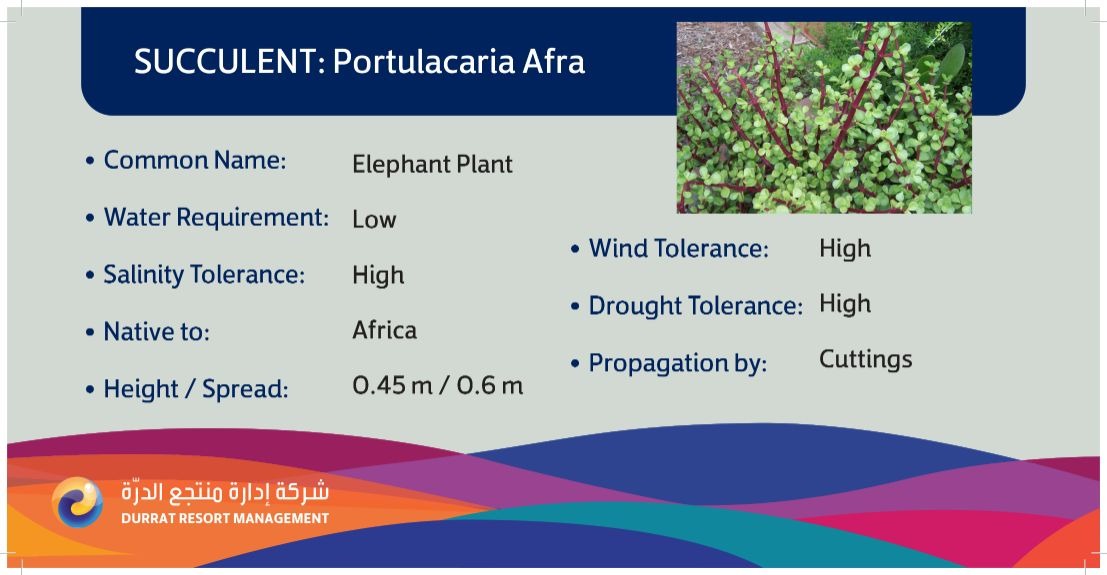 Plant 28