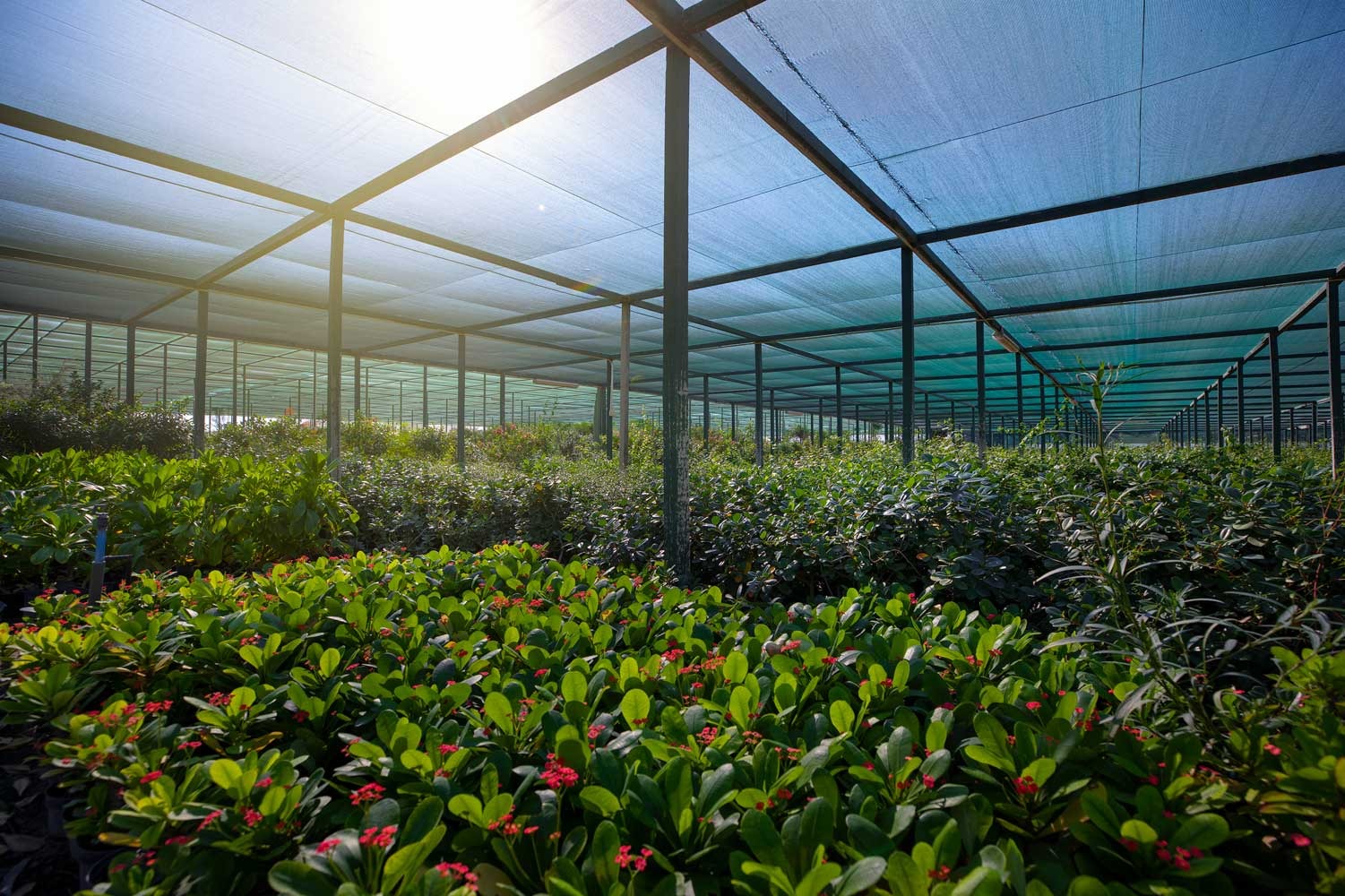 Nursery