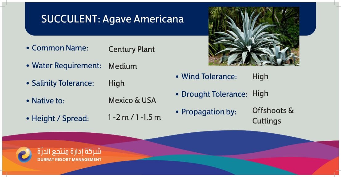 Plant 26