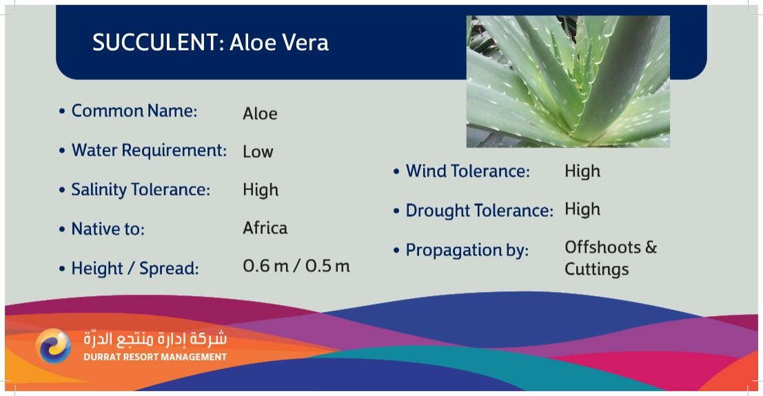 Plant 25