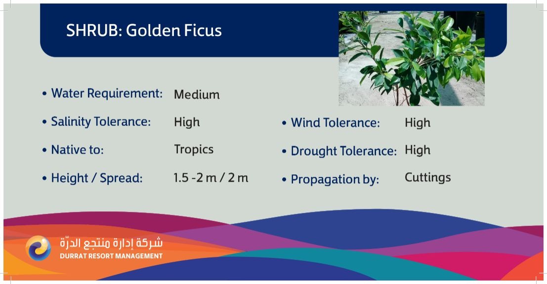 Plant 6